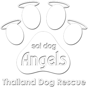 Soi Dog Angels