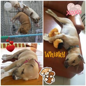 Whisky